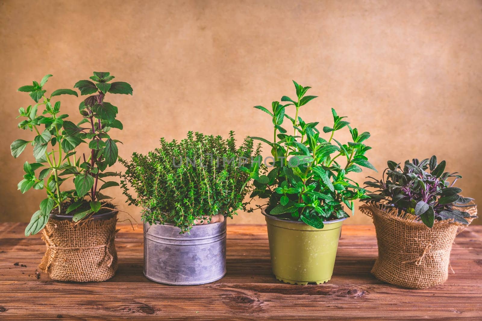 Planting and gardening concept - herbs, mint, sage, basil and thyme on wooden background