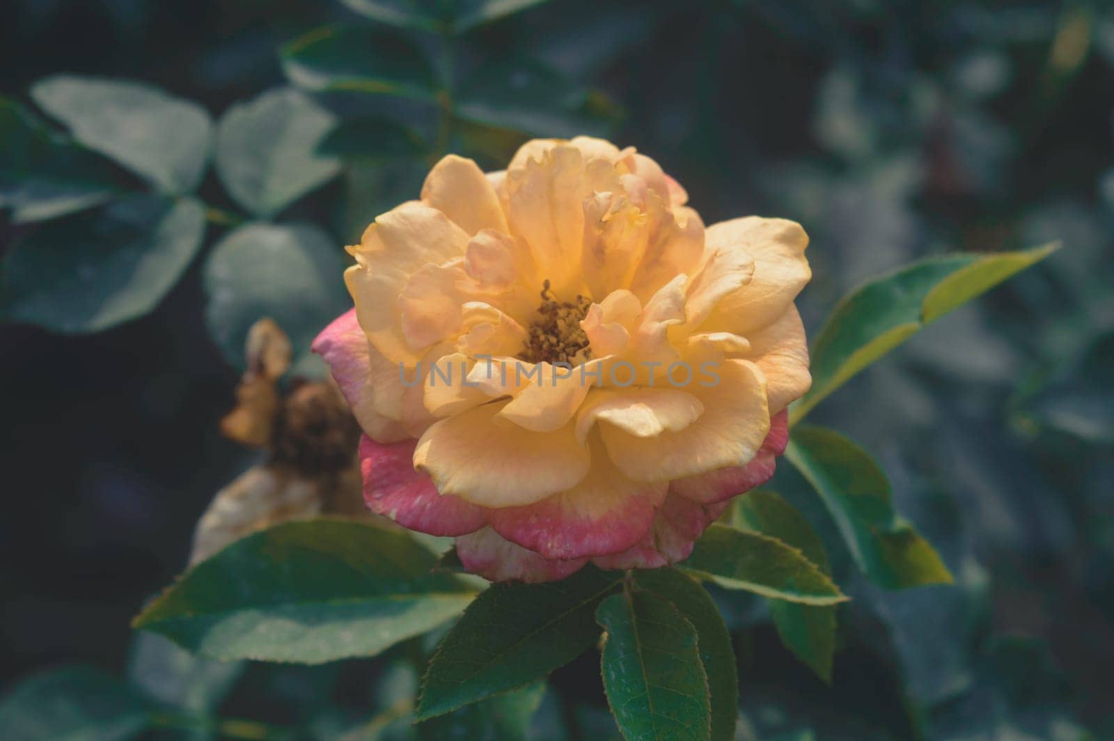 A flower in sunlight isolated on green leaves on the background of a garden.