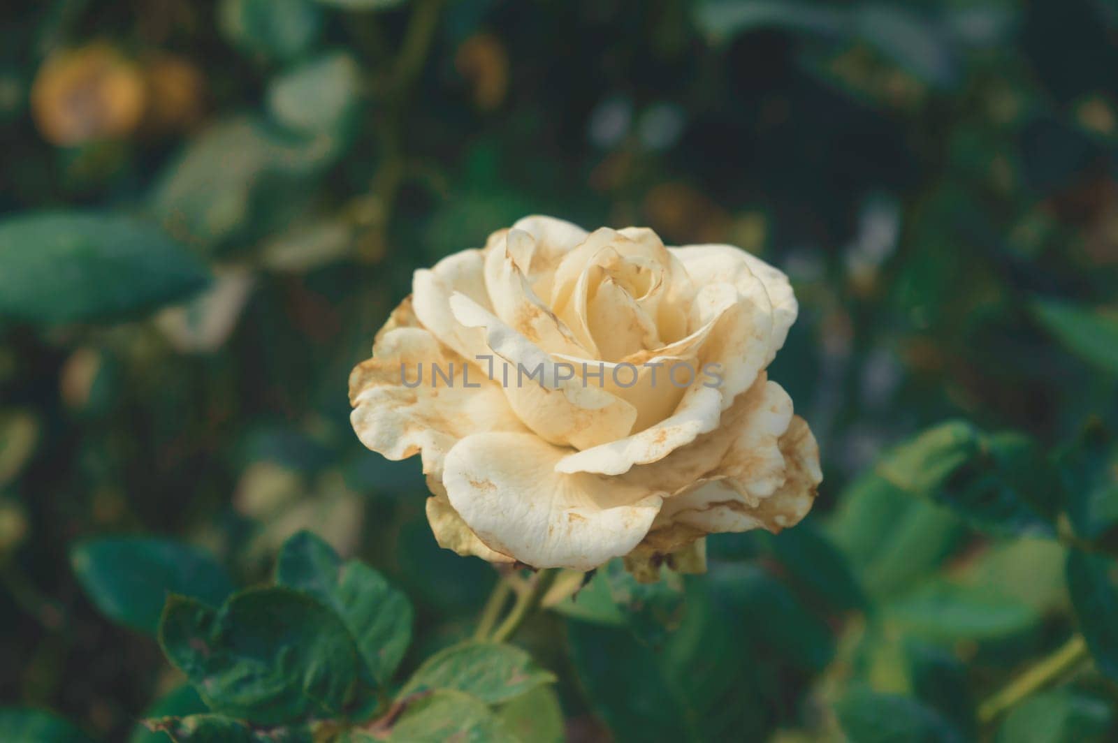 A yellow rose flower in sunlight on isolated green leaves background on a garden.