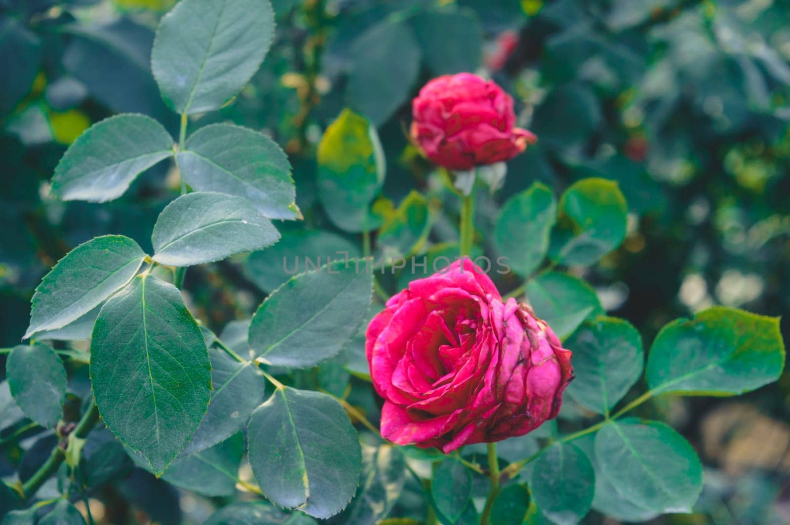 A red rose flower with isolated green leaves in the background. Close up
