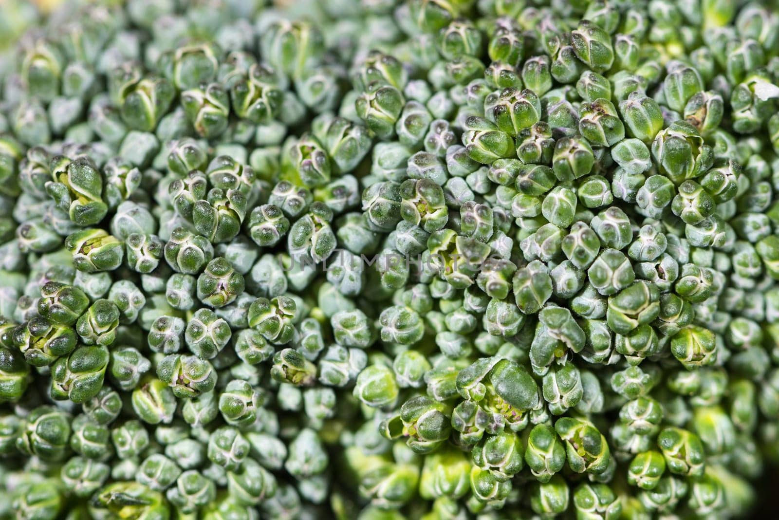 Close up top view green fresh broccoli flower vegetables for background