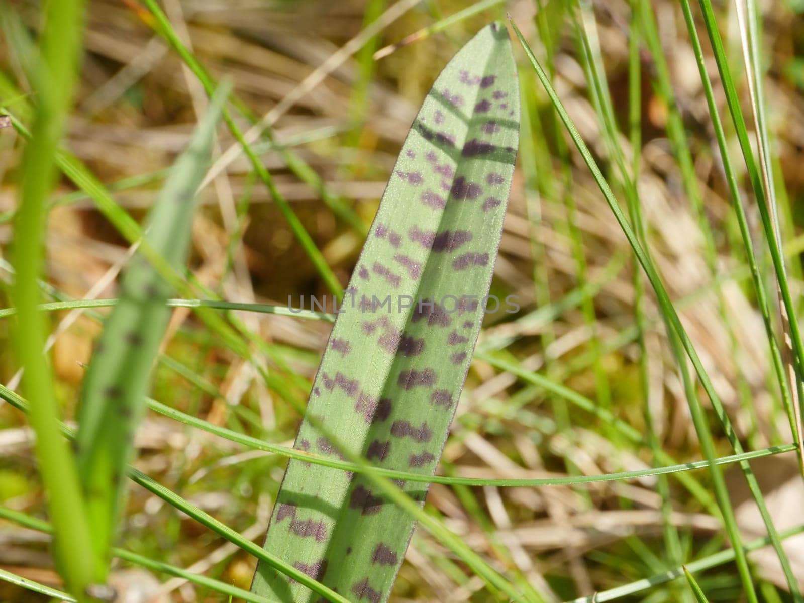 spotted green leaf orchis in wild nature