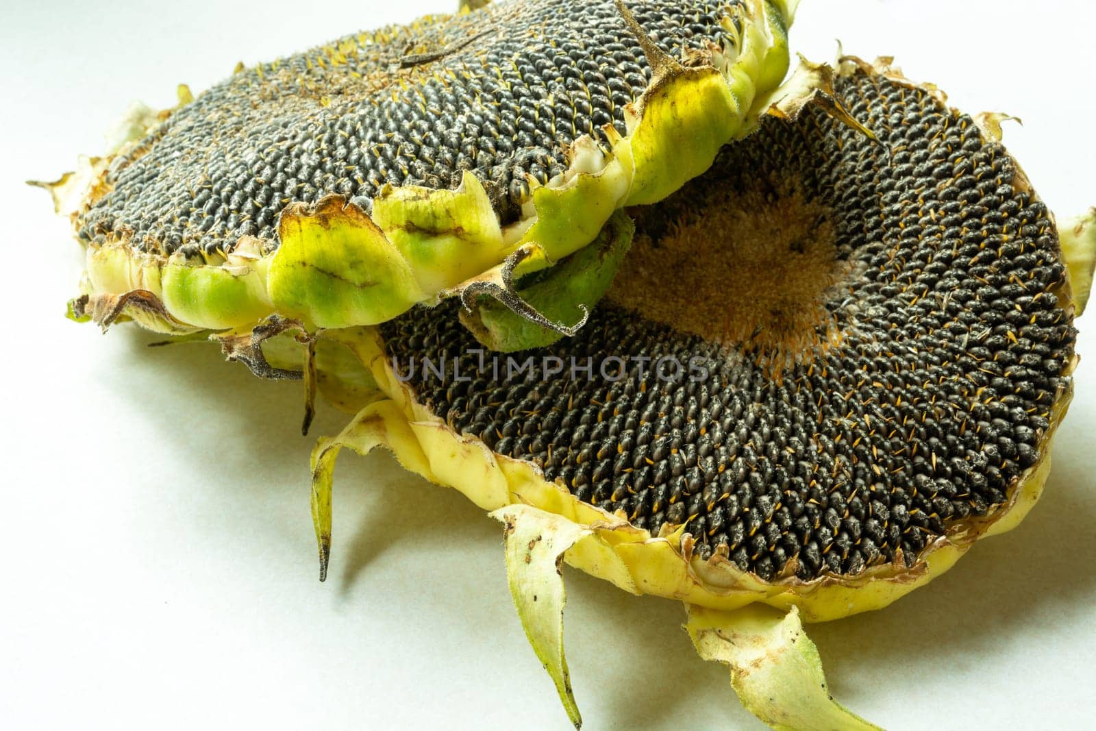 Two sunflowers lying on a white table top