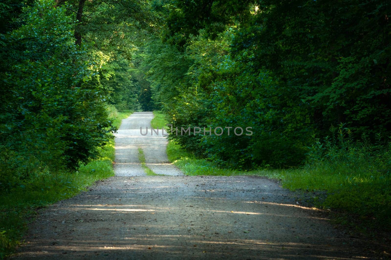 Hilly gravel road through green dense forest, summer view