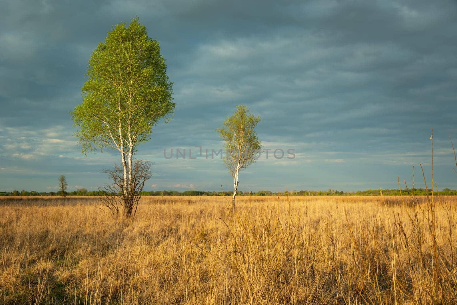 Birches growing in a wild and dry meadow, Nowiny, Poland
