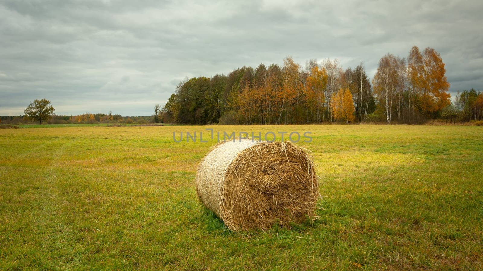 Hay bale in the meadow and autumn forest, Nowiny, Poland