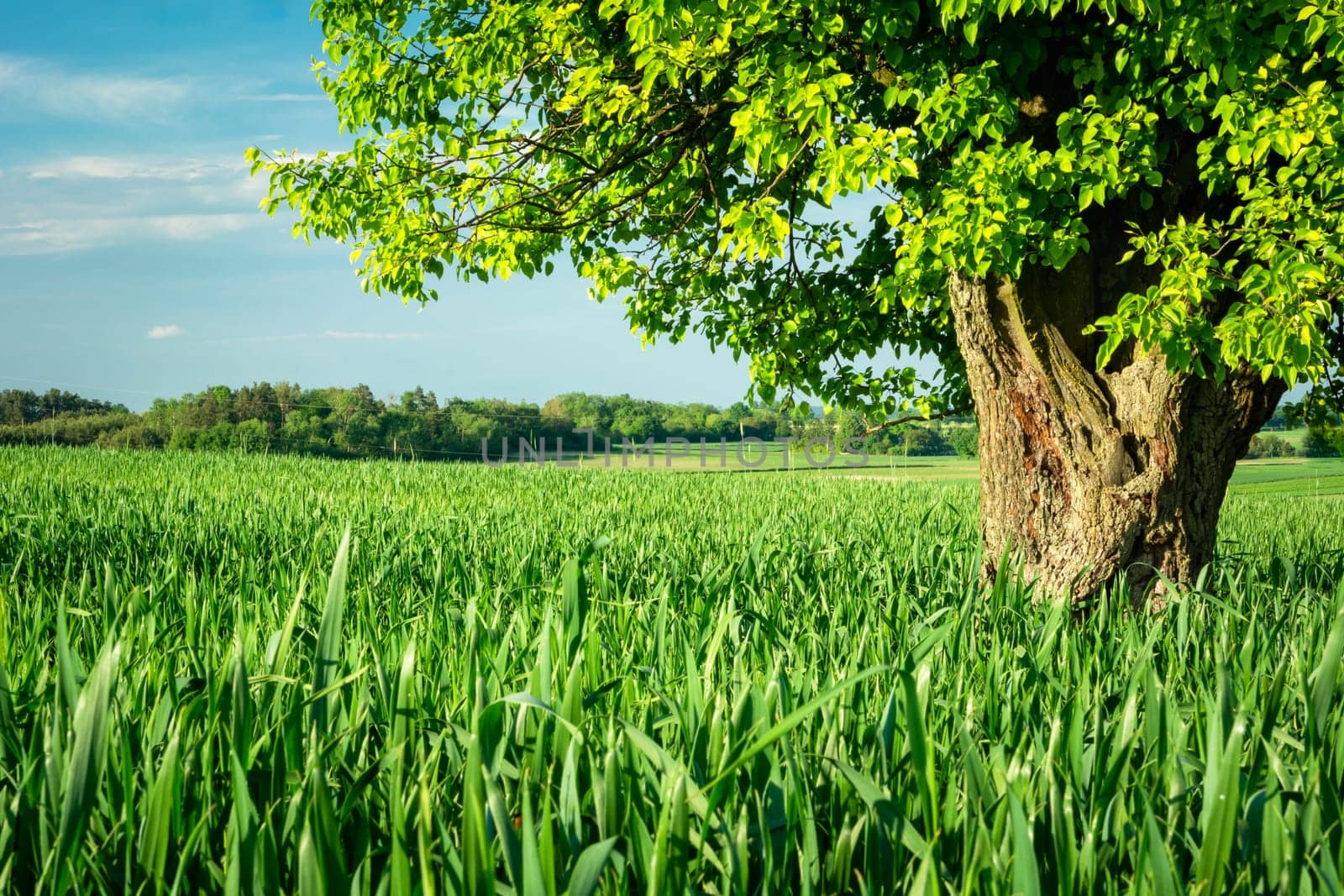 A large deciduous tree growing in a green field, Staw, Poland