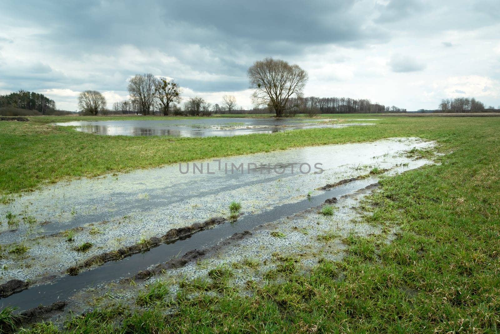 Water after a downpour on a green meadow, Nowiny, Lubelskie, Poland