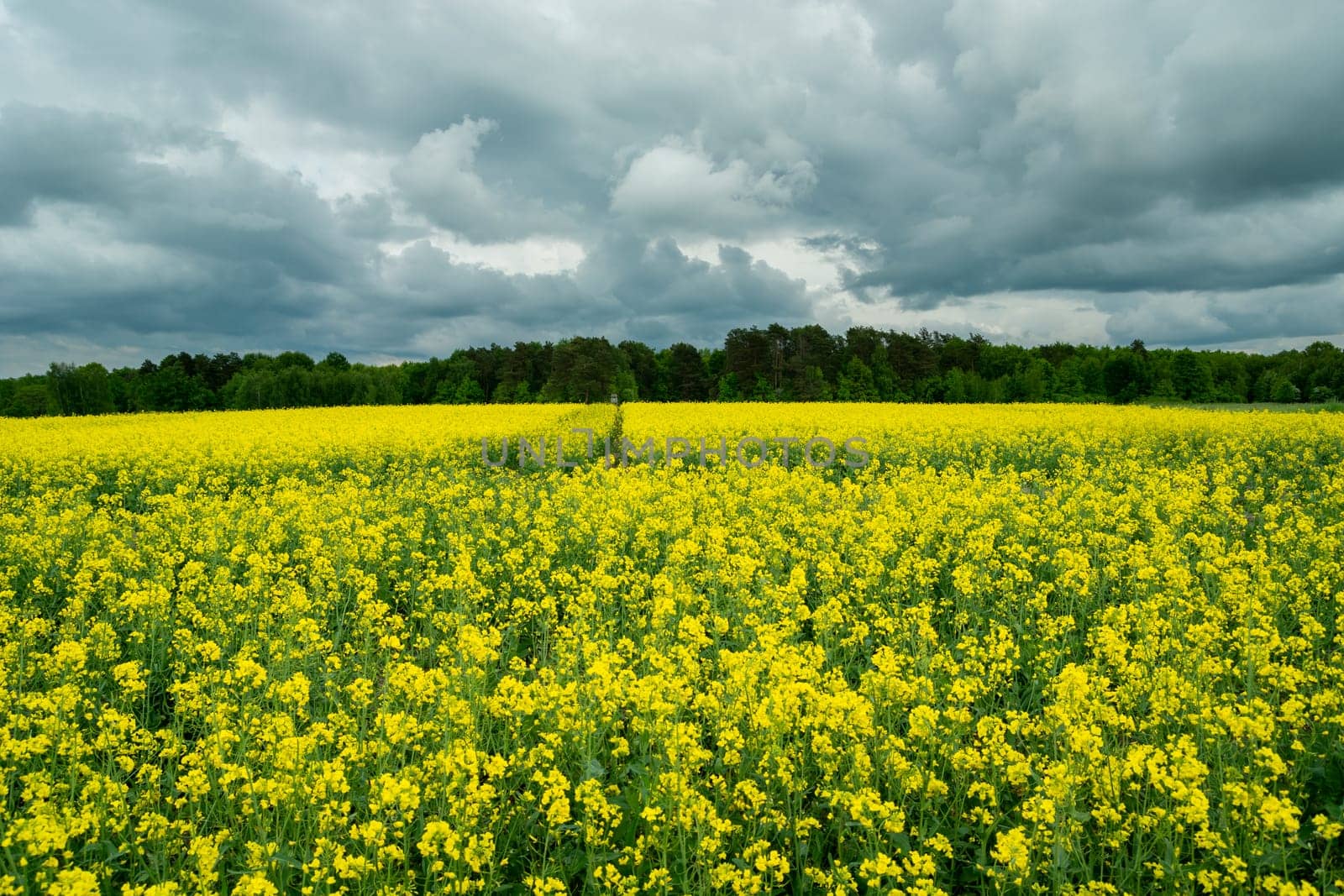 Dark clouds over the yellow rape field, Zarzecze, Poland