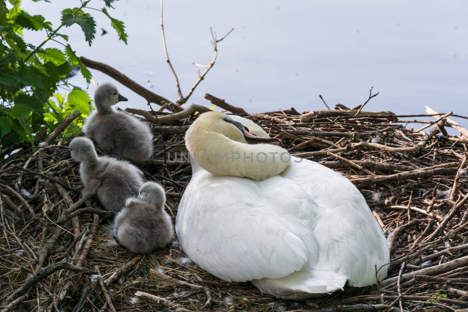 Swan's nest in the Heiligenhaus at the Abtskücherteich. Mother bird with little baby learn to swim. Wild swans in spring. .