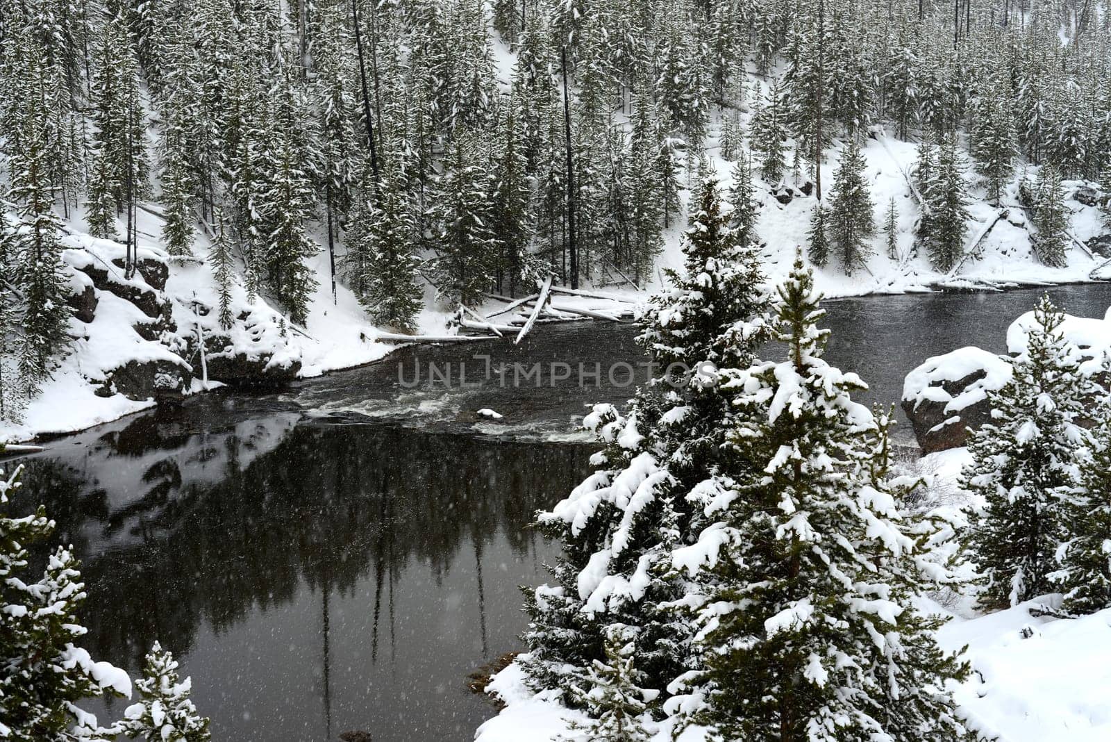 Douglas Fir covered with snow in Yellowstone National Park Madison River