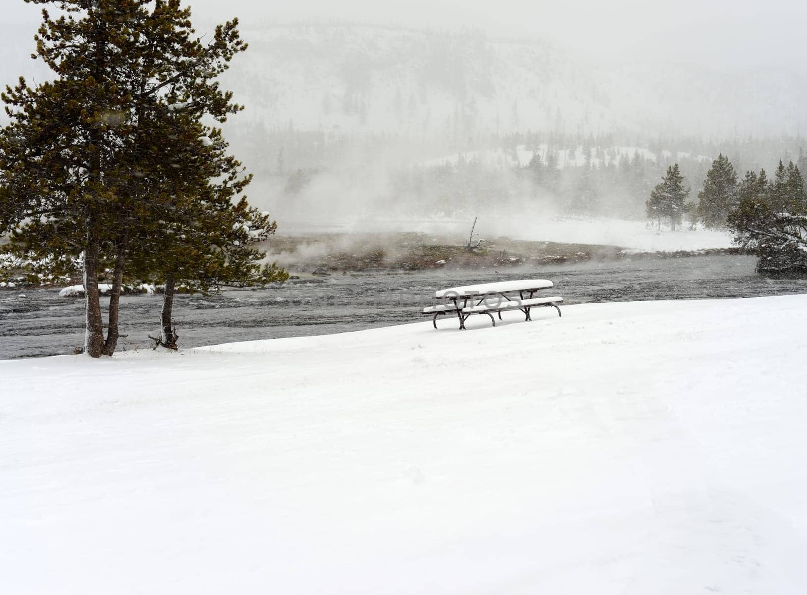 Douglas Fir covered with snow in Yellowstone National Park