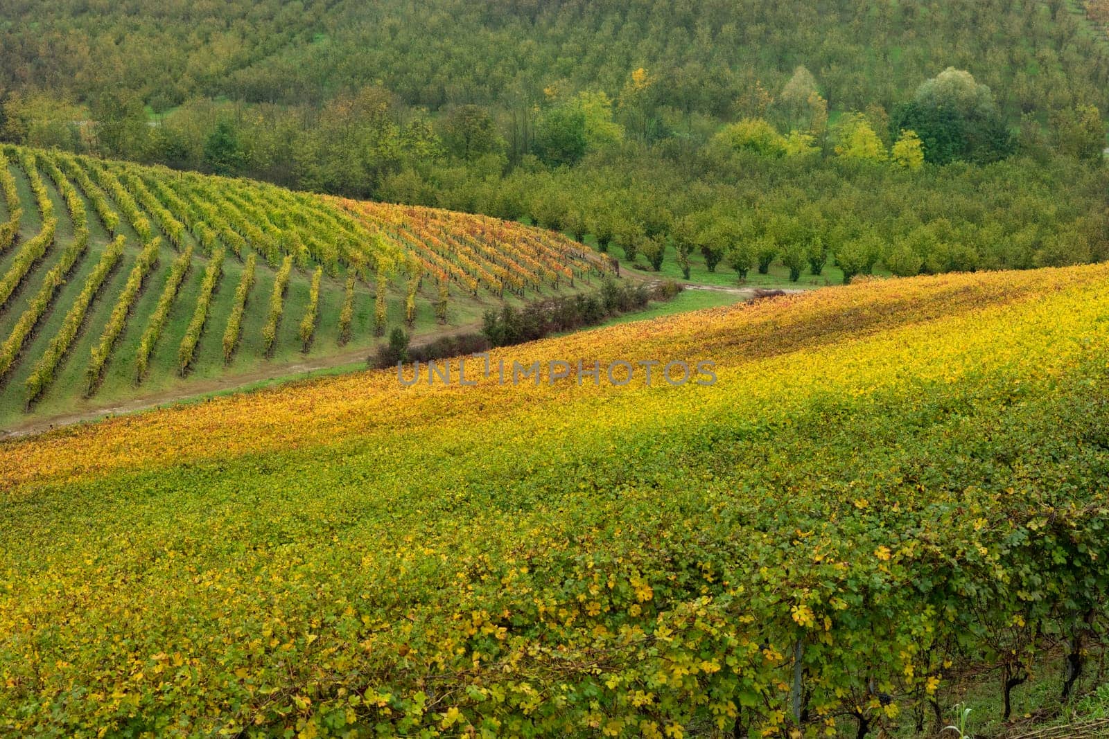 Barolo wine region, Langhe, Piedmont, Italy