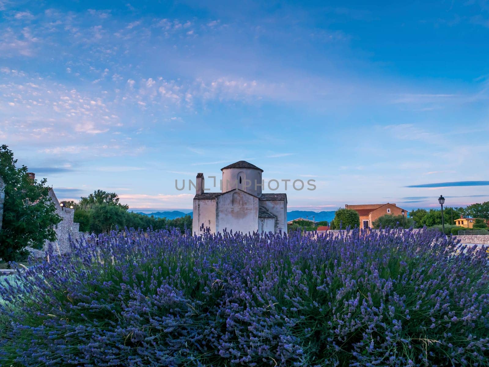 The Church of the Holy Cross, the smallest cathedral in the world, Nin, Croatia..Lavender field in front.