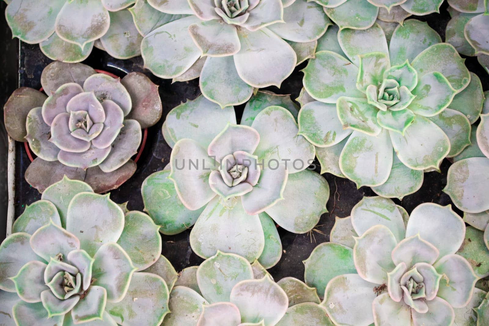 beautiful assorted green blue and teal succulents. Image top view benner of echeveria.