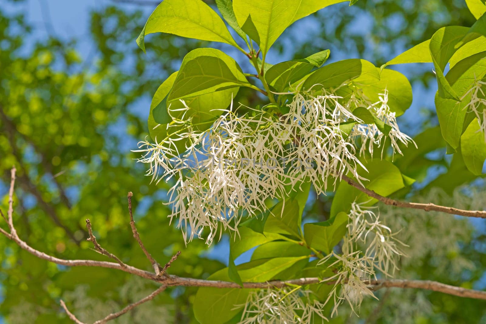 Grancy Graybeard Flower in Bloom in Spring near Sandstone Falls on the New River in West Virginia
