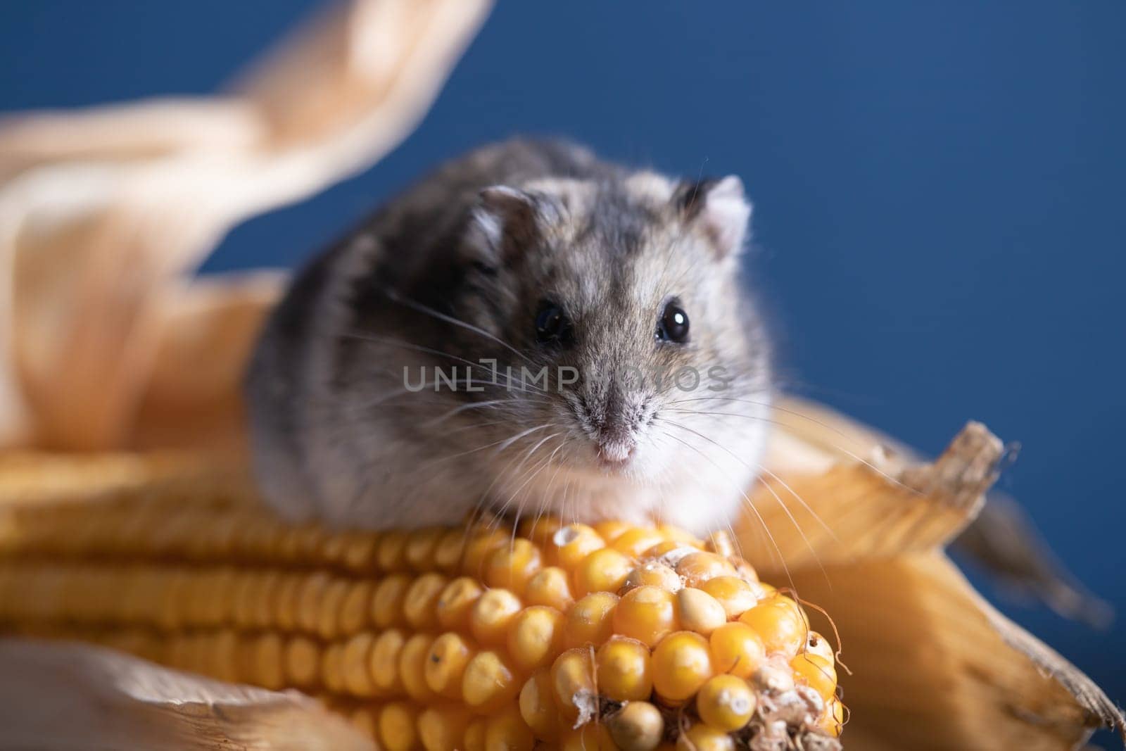 Studio photo of funny little hamster with corn