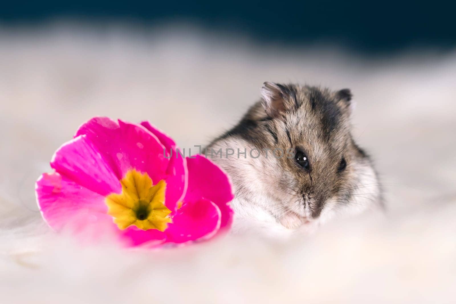 Funny hamster among the flowers in fluffy white fur