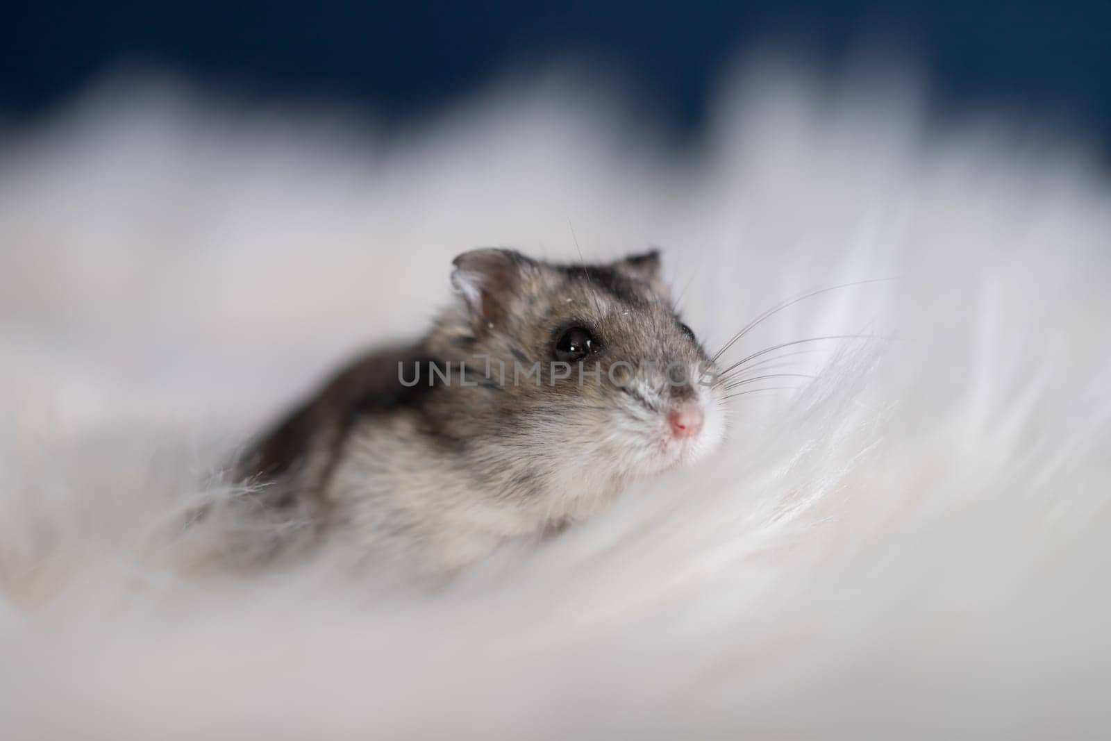Funny hamster in fluffy white fur