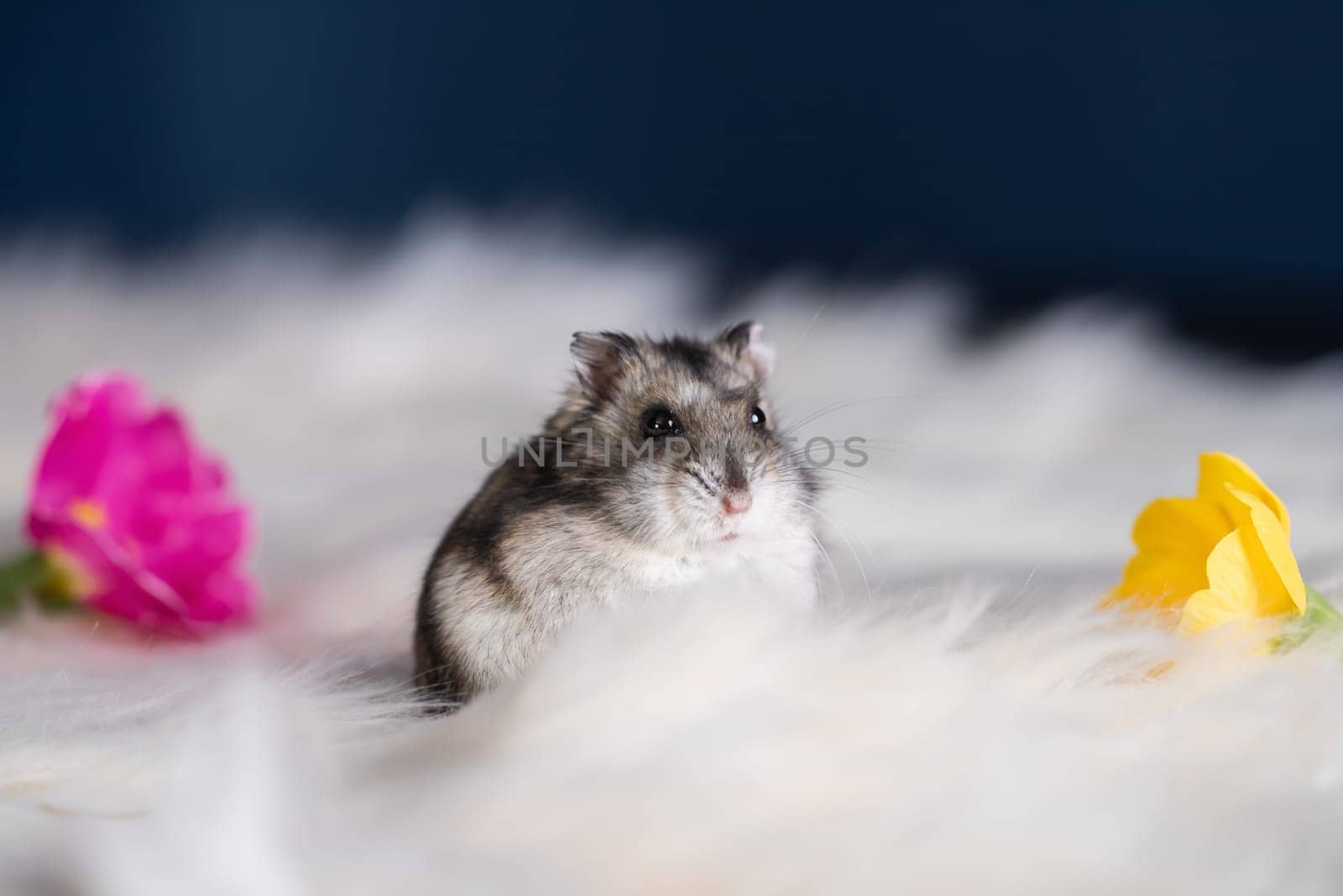 Funny hamster among the flowers in fluffy white fur