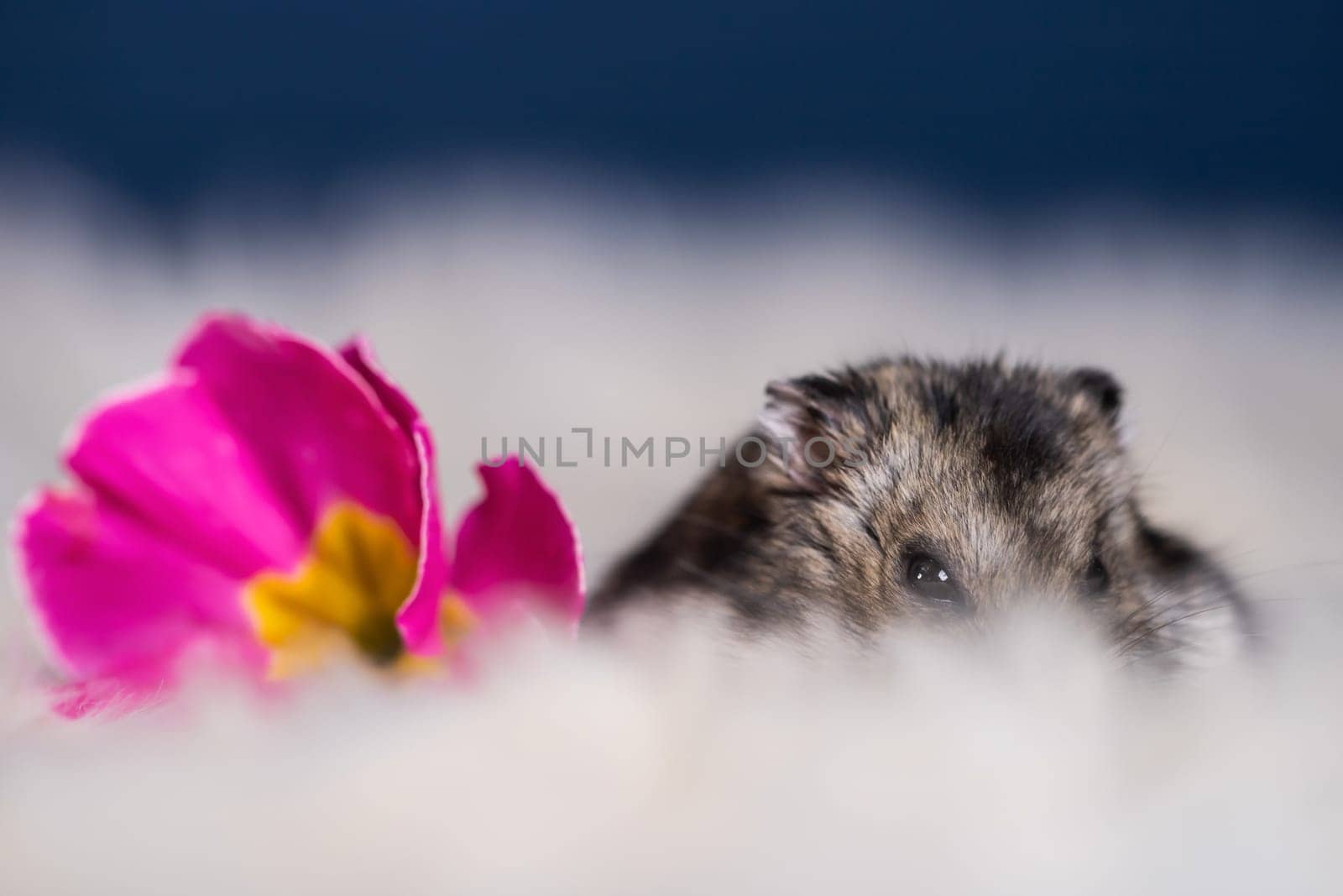 Funny hamster among the flowers in fluffy white fur