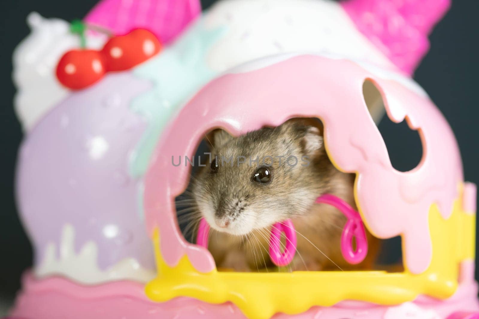 Studio photo of funny little hamster  in a colorful small house