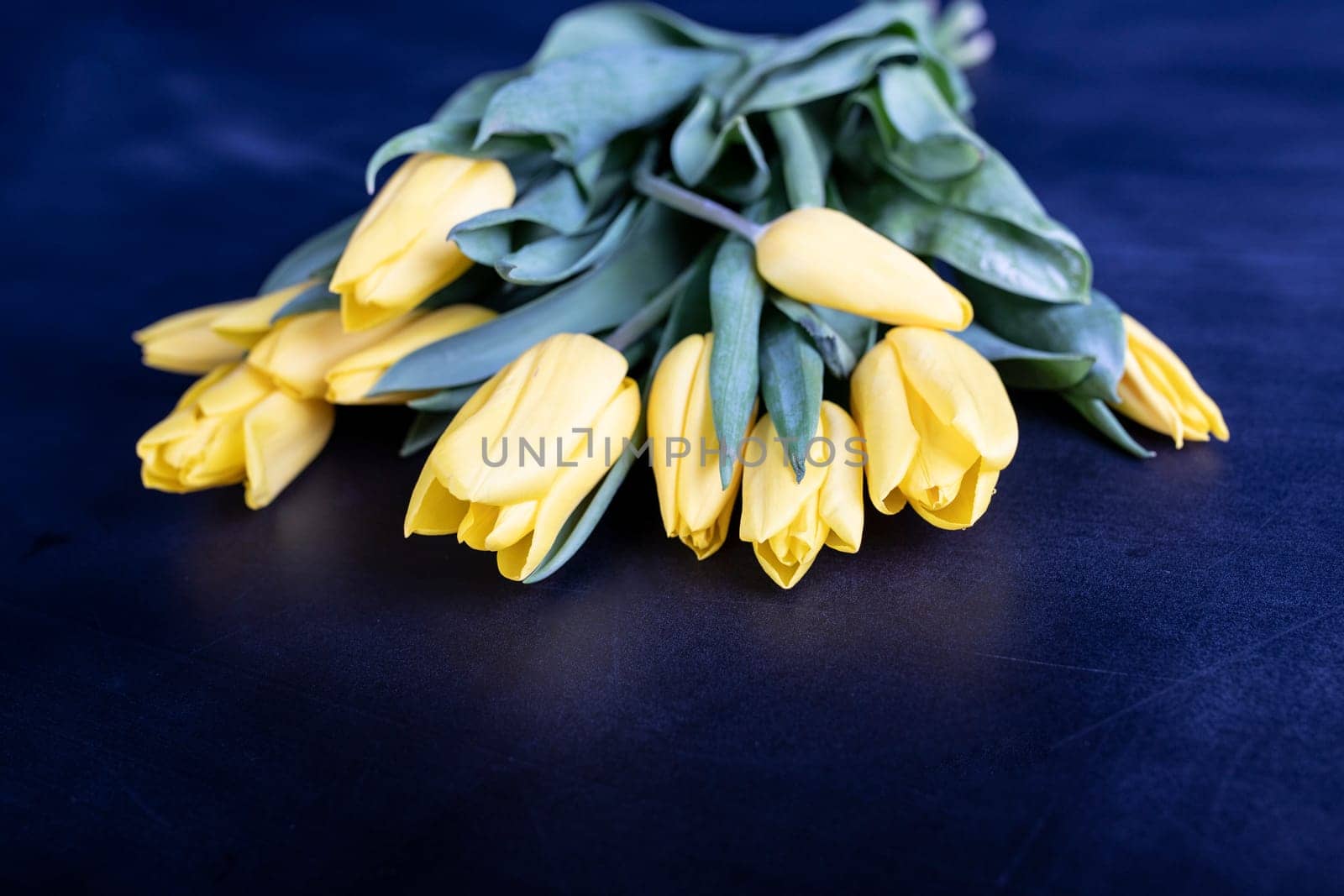 Beautiful yellow tulips on vintage blue background