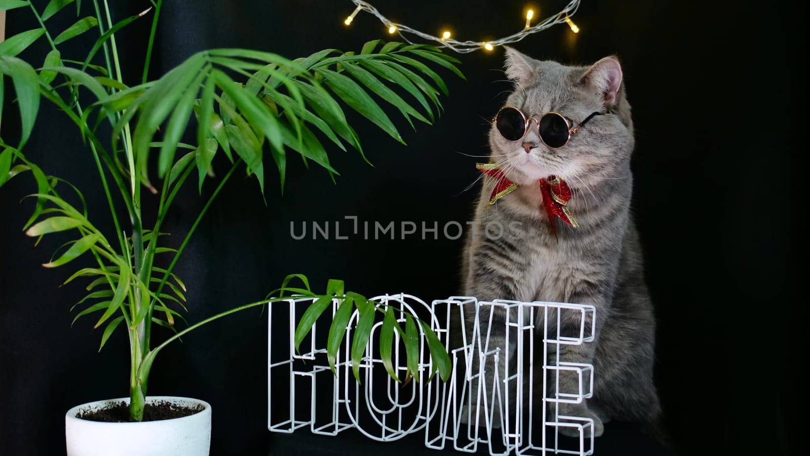 British pet, Scottish straight cat celebrates New Year 2022, Christmas at home with glasses and a red holiday bow, black background. A cool gray animal celebrates the holidays