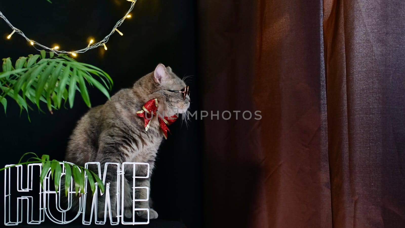 British pet, Scottish straight cat celebrates New Year 2022, Christmas at home with glasses and a red holiday bow, black background. A cool gray animal celebrates the holidays