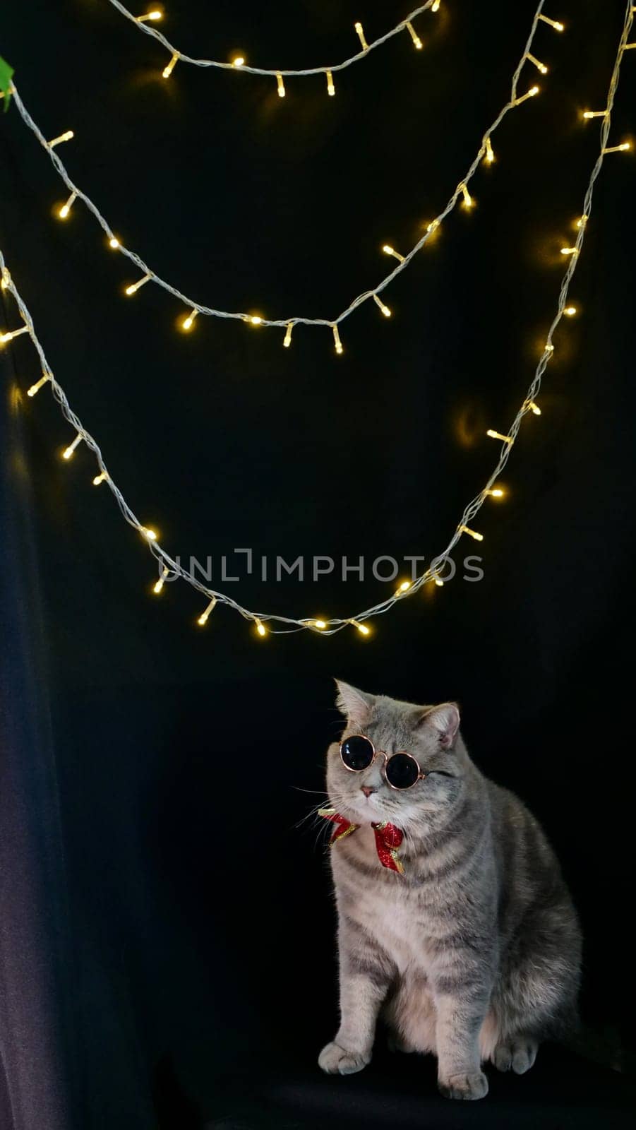 Pet British, Scottish straight cat for New Year 2022, Christmas, with glasses and red bow, black isolated background. A cool gray animal celebrates the holidays