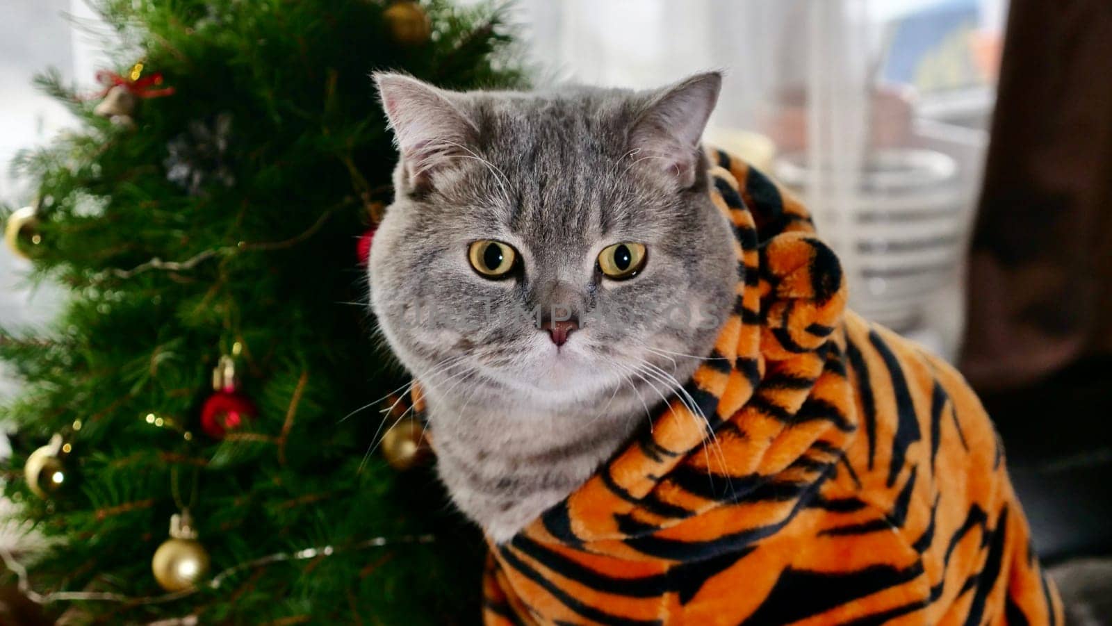 British pet, Scottish Straight cat in tiger costume close up on Christmas tree background for New Year. Cool animal 2022