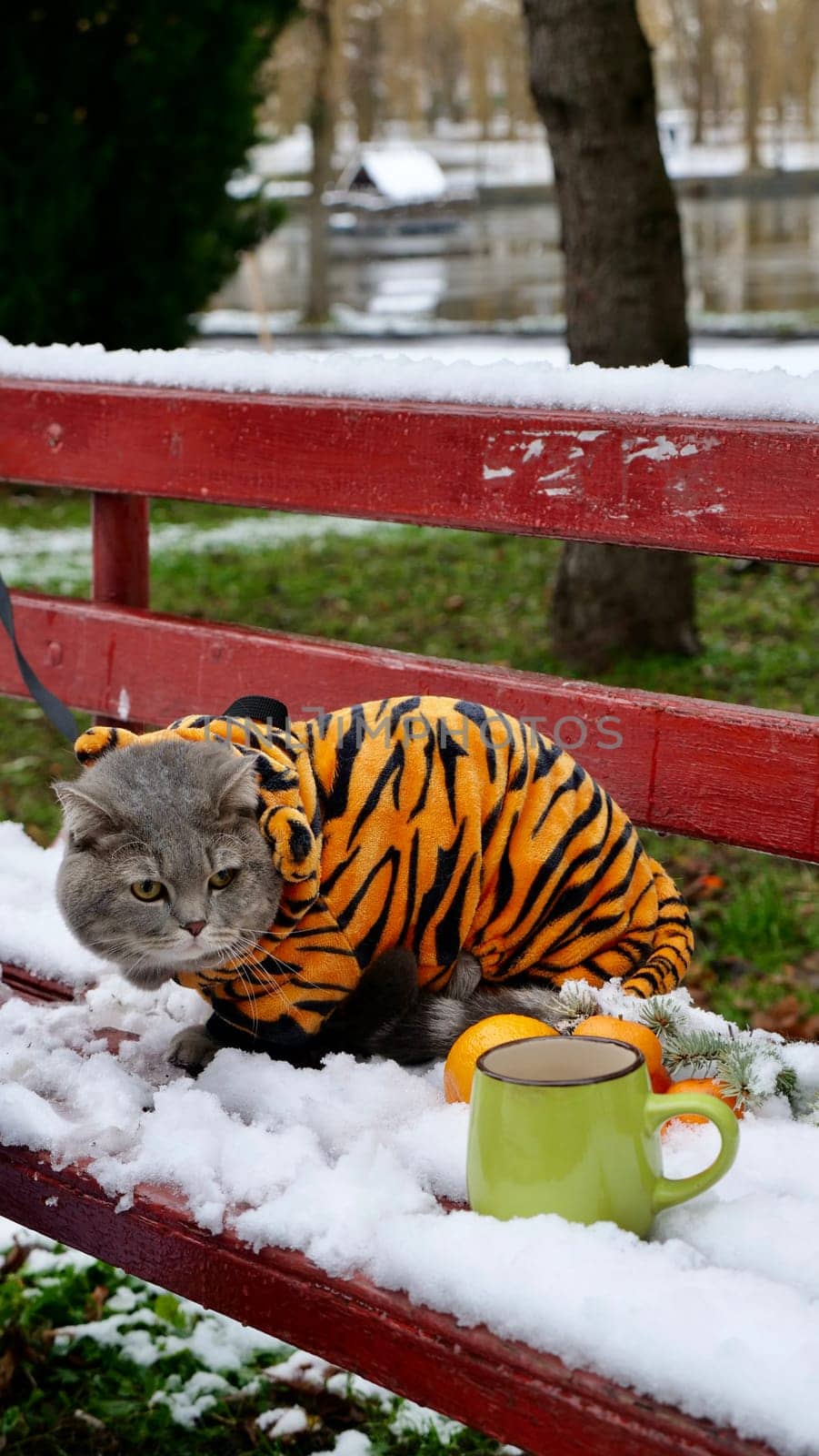 Domestic British, Scottish straight cat in a tiger costume on the street in winter celebrates the New Year, the year of the tiger 2022. A cat standing in the snow looking at the camera