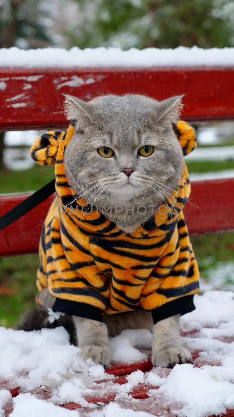 Domestic British, Scottish straight cat in a tiger costume on the street in winter celebrates the New Year, the year of the tiger 2022. A cat standing in the snow looking at the camera