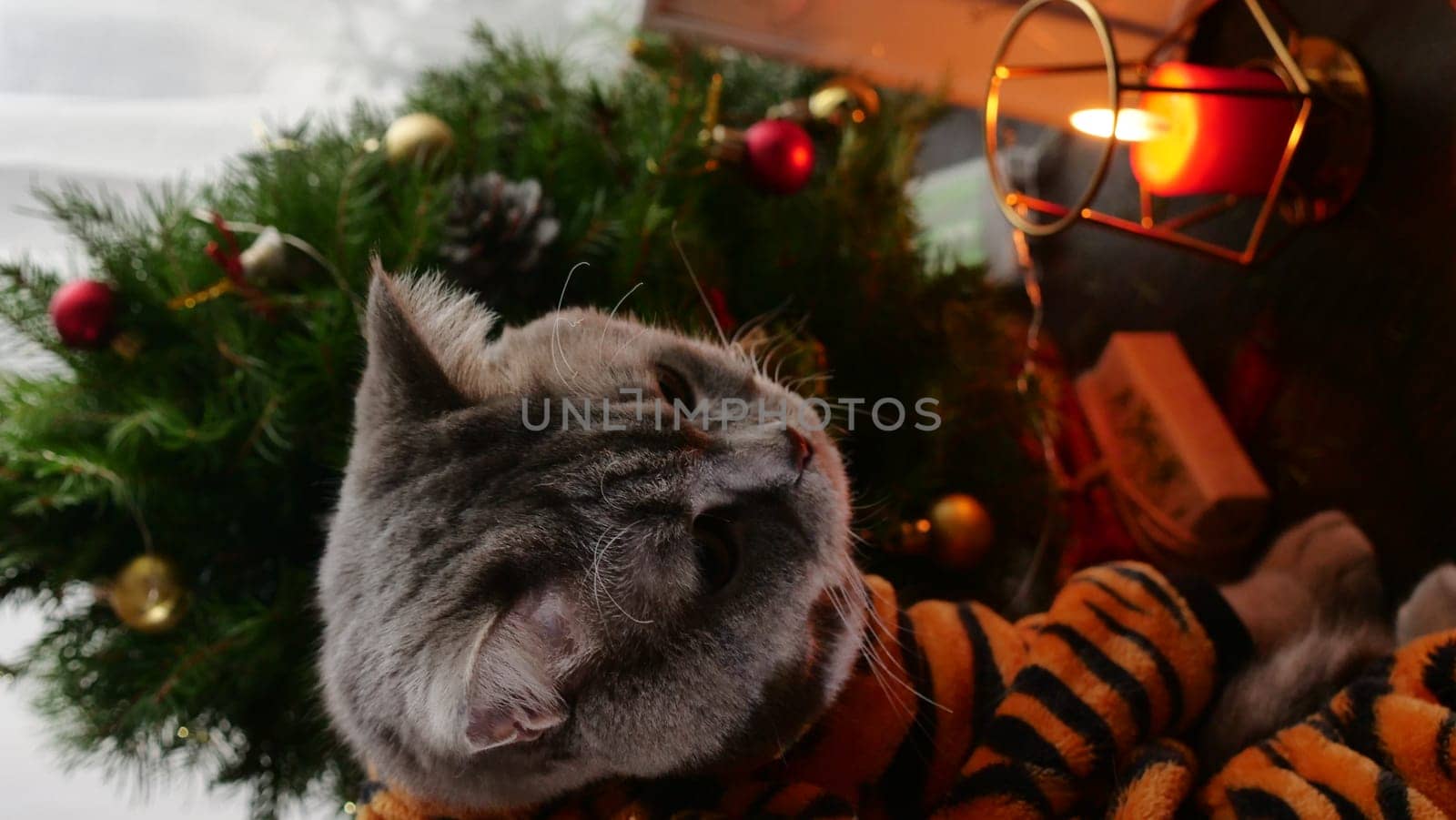 Pet British, Scottish cat in a tiger costume stands near a small Christmas tree for the New Year. Cool animal 2022