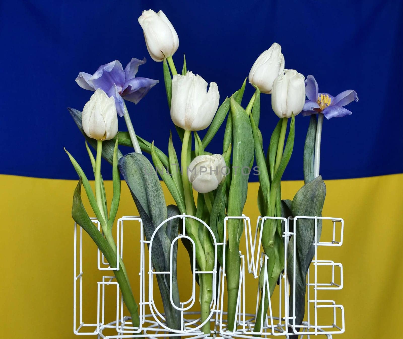 Home is Ukraine. The background is yellow blue National Ukrainian flag at home with flowers tulips. War in Ukraine. Russia attacked Ukraine 24.02.2022