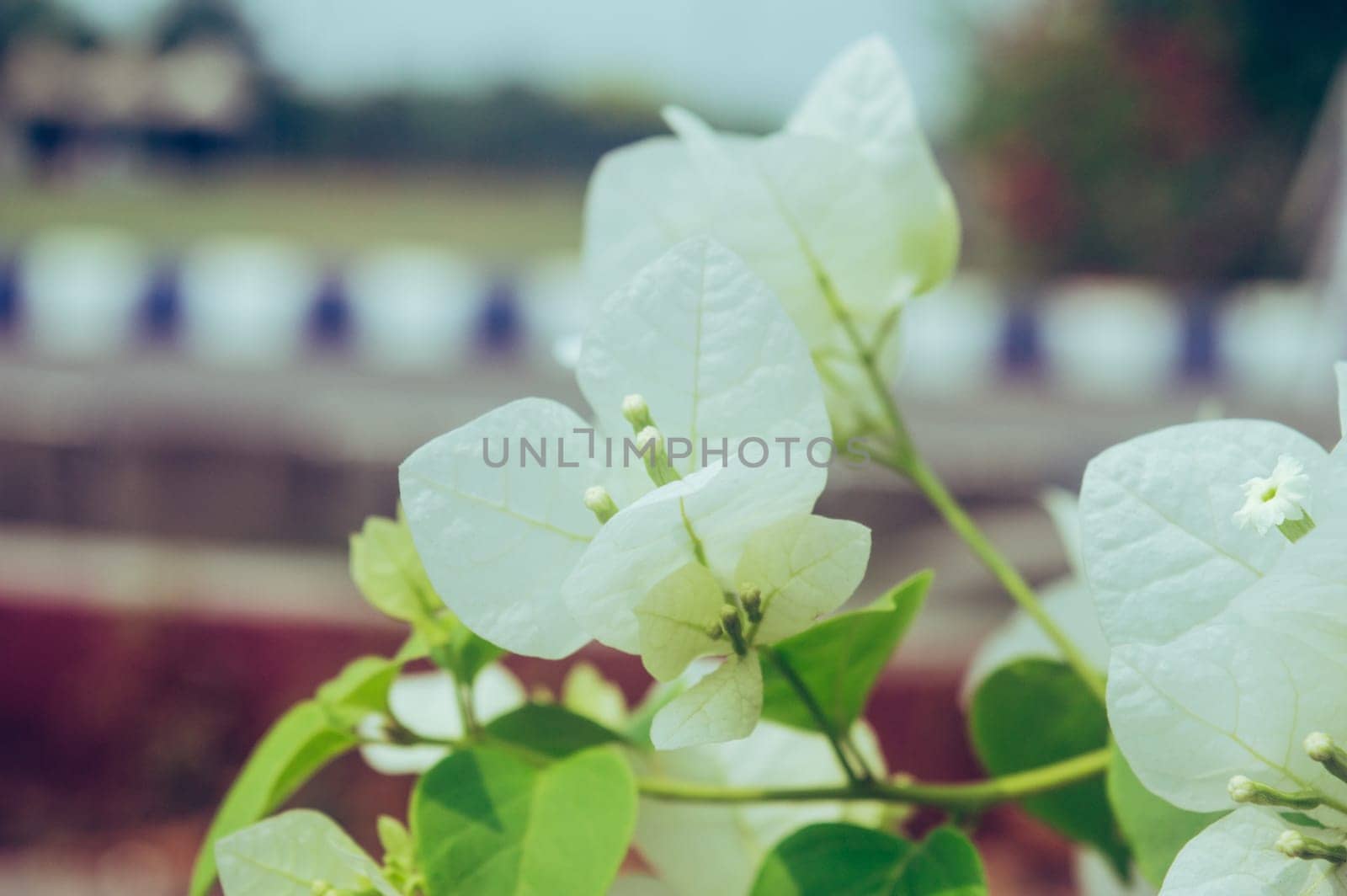 Branch of Vanilla Ice Bougainvillea Plants with classic white flowers surround by white bracts and white and green variegated foliage isolated. Beautiful floral background.