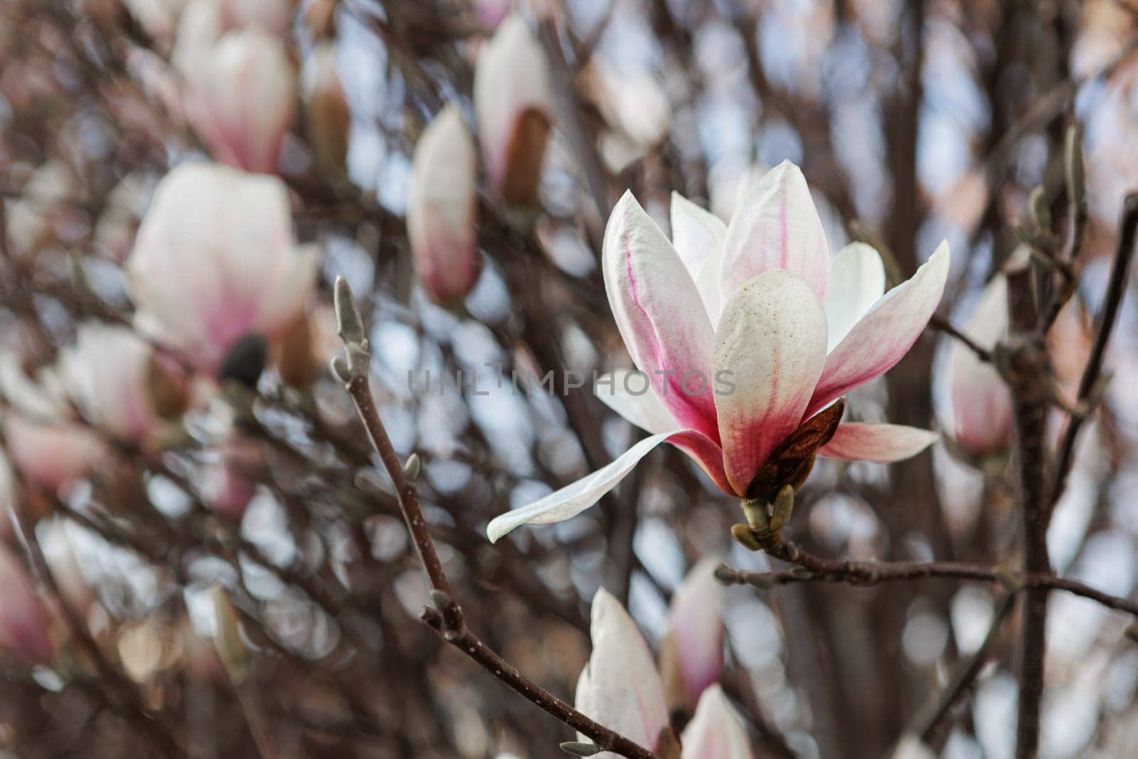 blooming magnolia on the tree