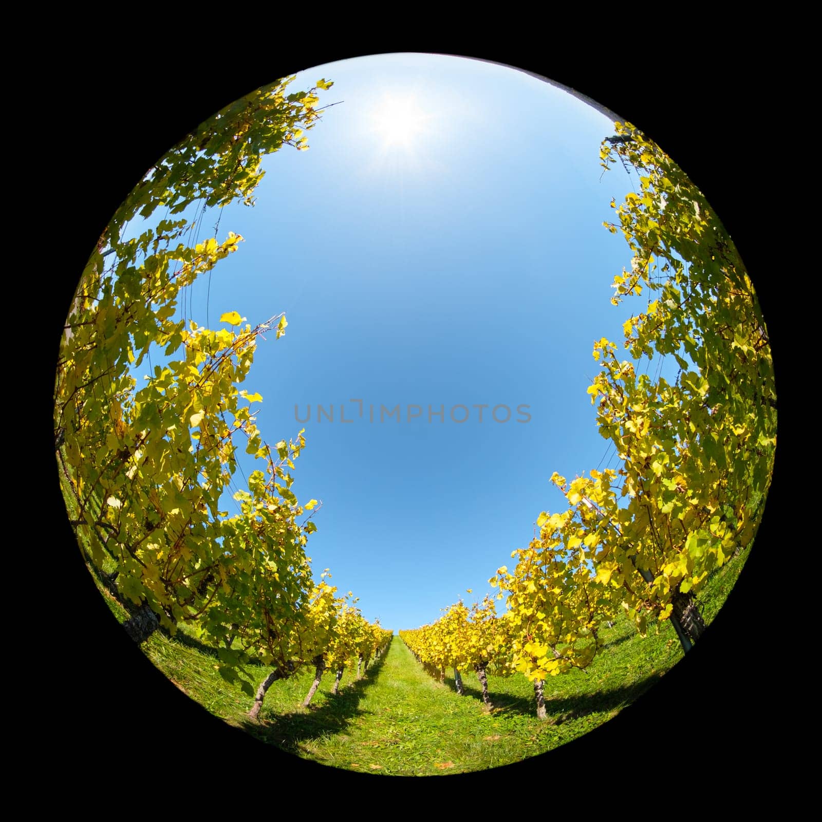 Vineayard with sun in the blue sky with fish-eye lens
