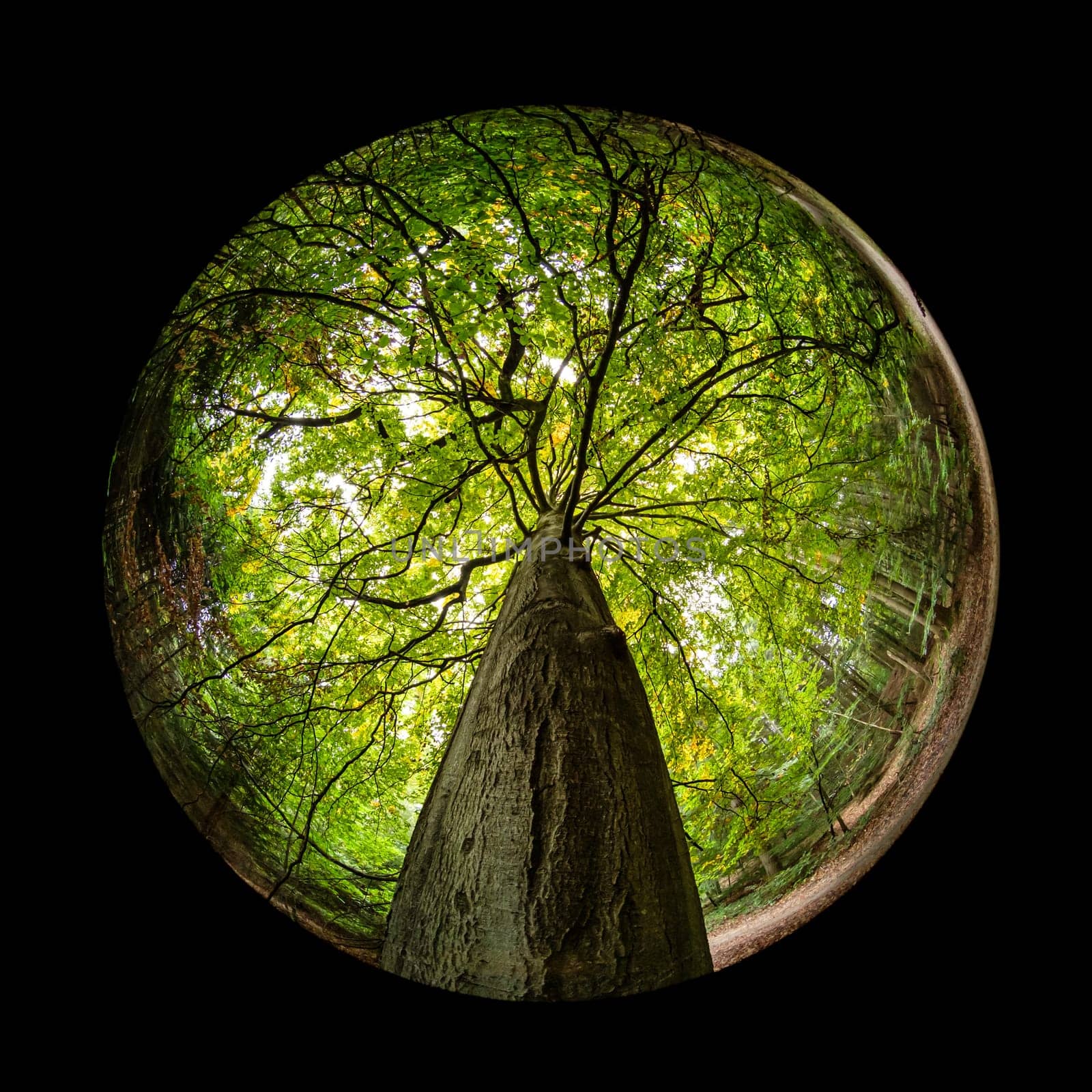 Beech tree trunk and branches with green foliage in fish-eye lens scene
