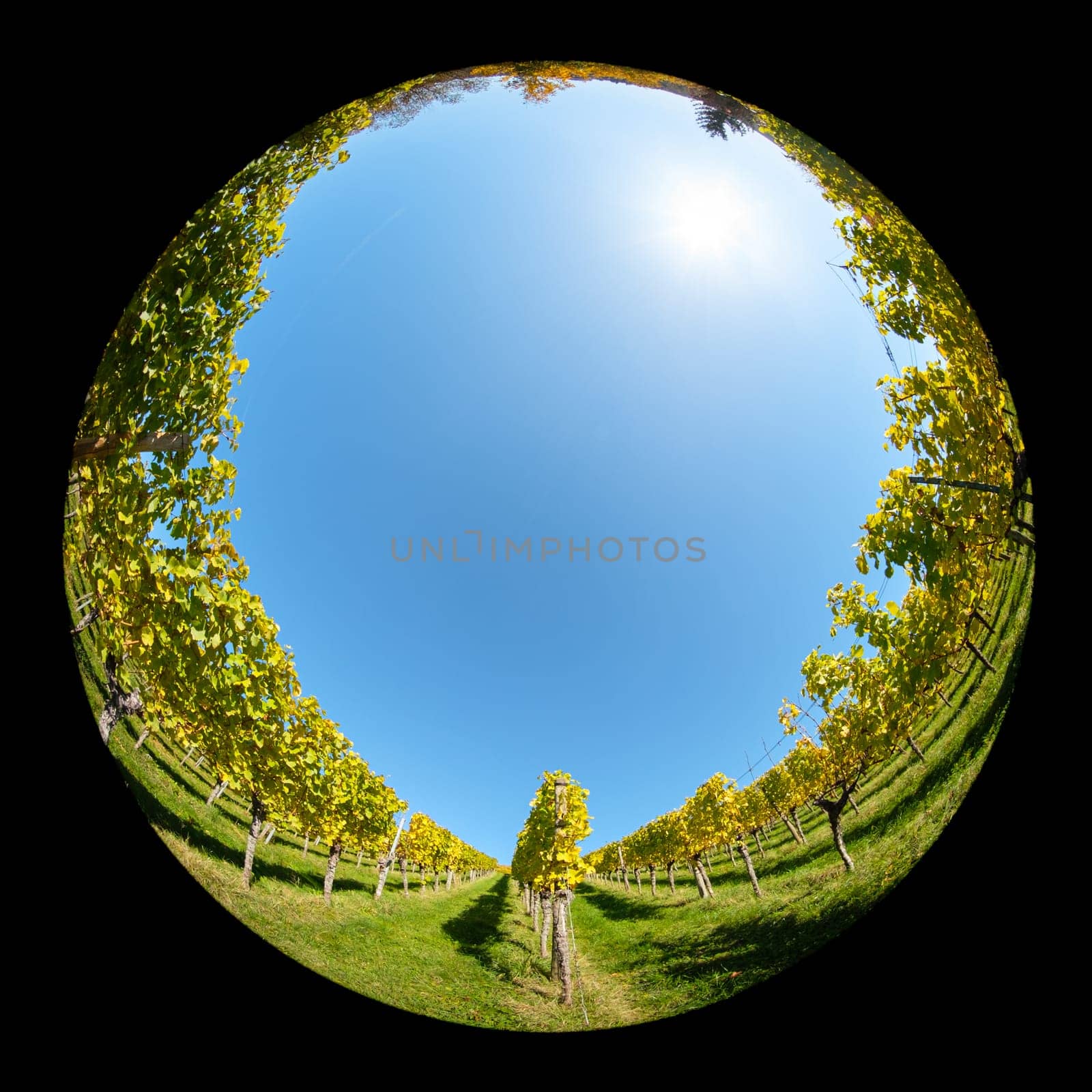 Vineyard in autumn landscape with fish-eye lens