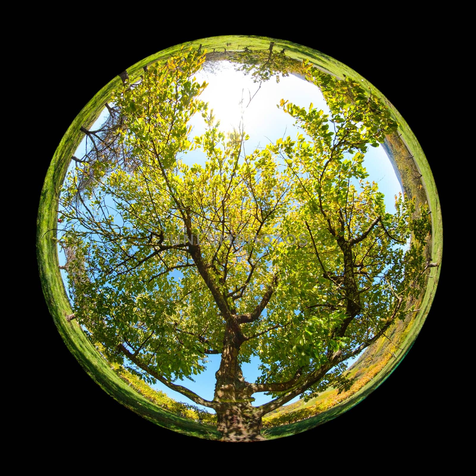 Old cherry tree plant with green foliage with fish-eye lens