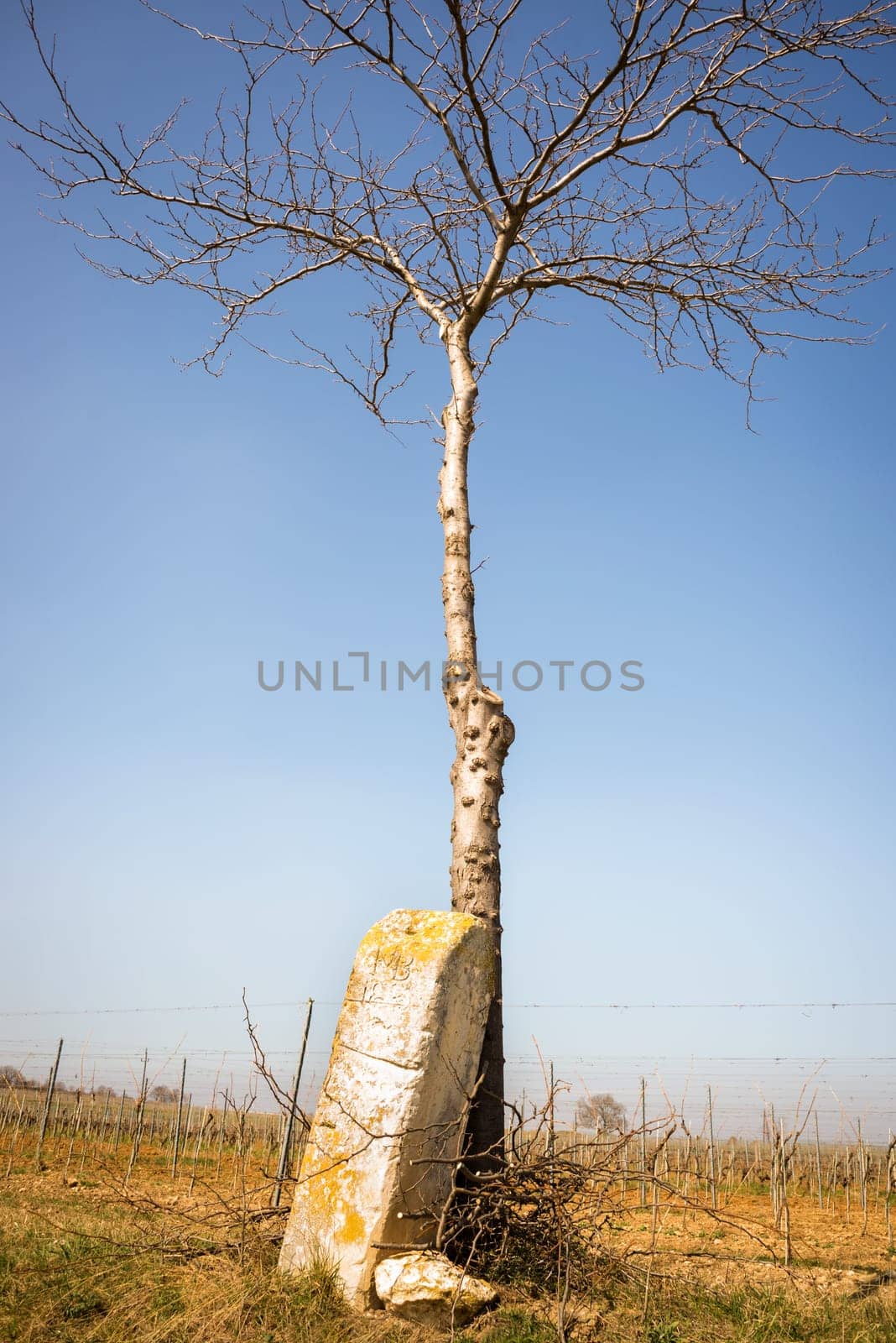 Borderstone on the edge of an agricultural field and cherry tree