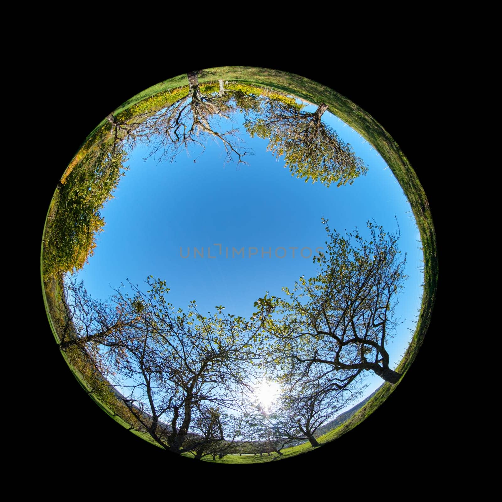 Orchard fruit trees with sun back lit landscape fish-eye lens