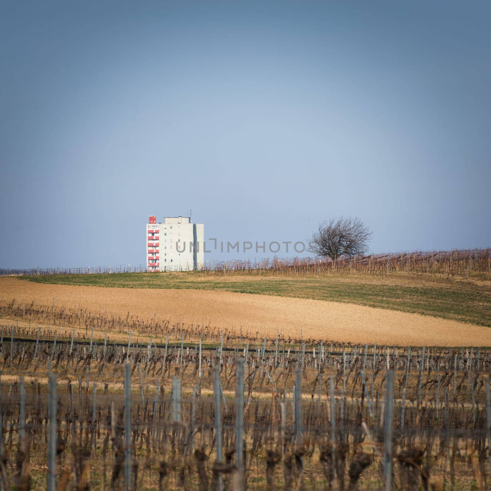 residential building of a city with vineyards in front