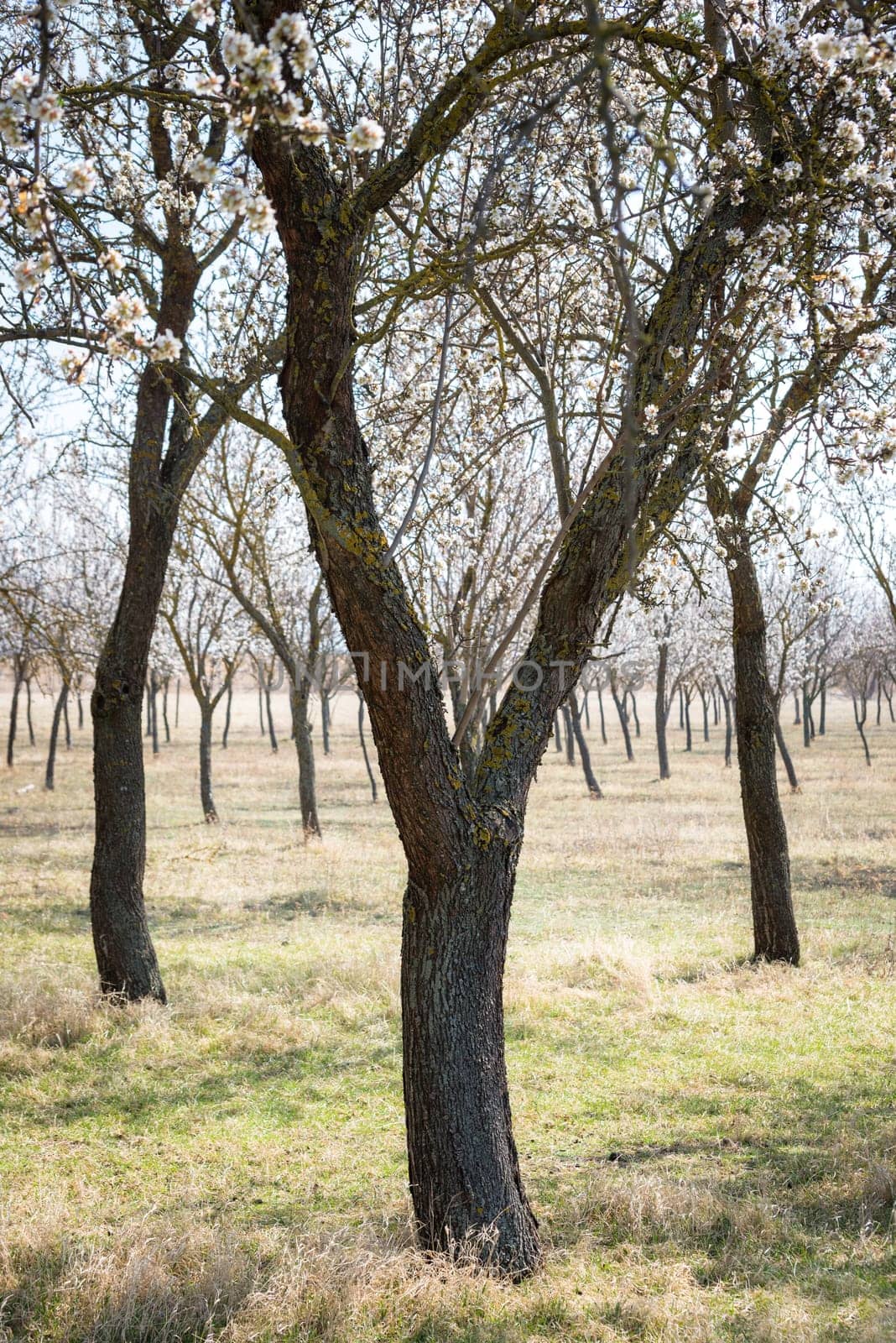 Blooming almond tree garden background