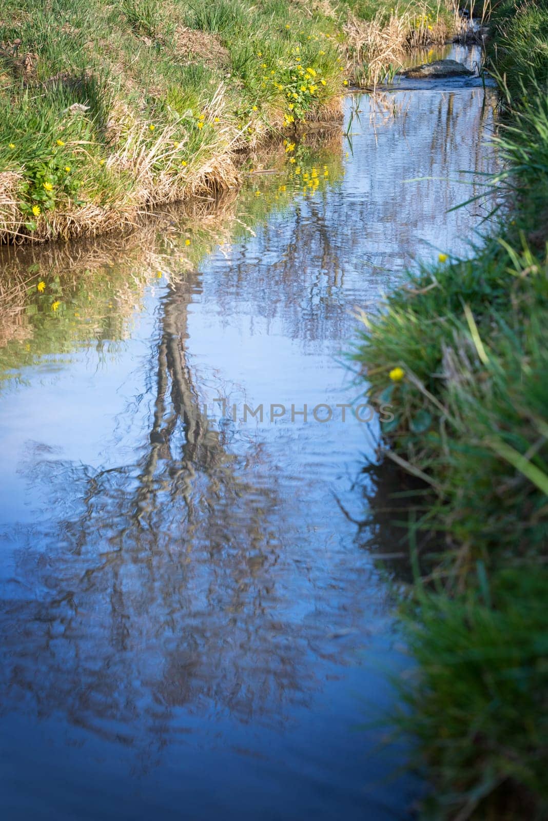 reflection of a tree at a small stream in spring