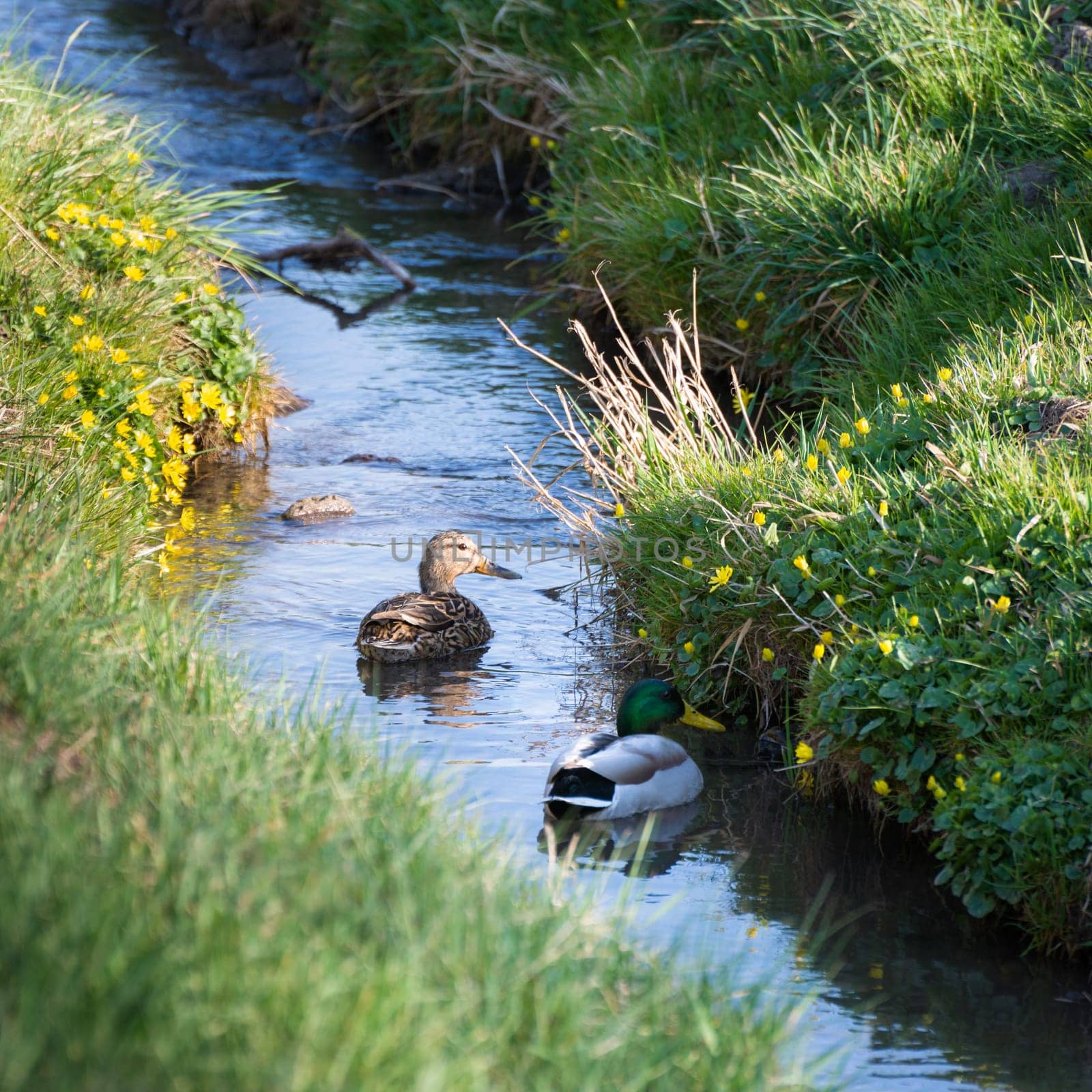 Ducks swimming on a small stream