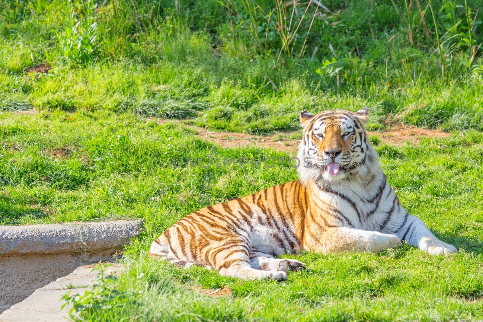 Angry tiger in a wildlife zoo - one of the biggest carnivore in nature.