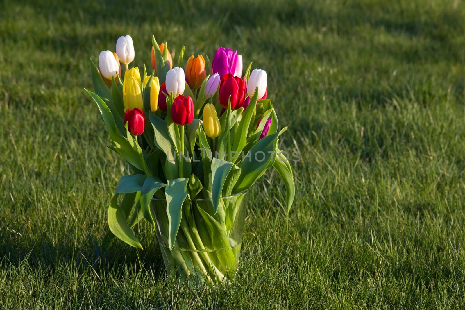 Colorful fresh tulips in a vase in the garden