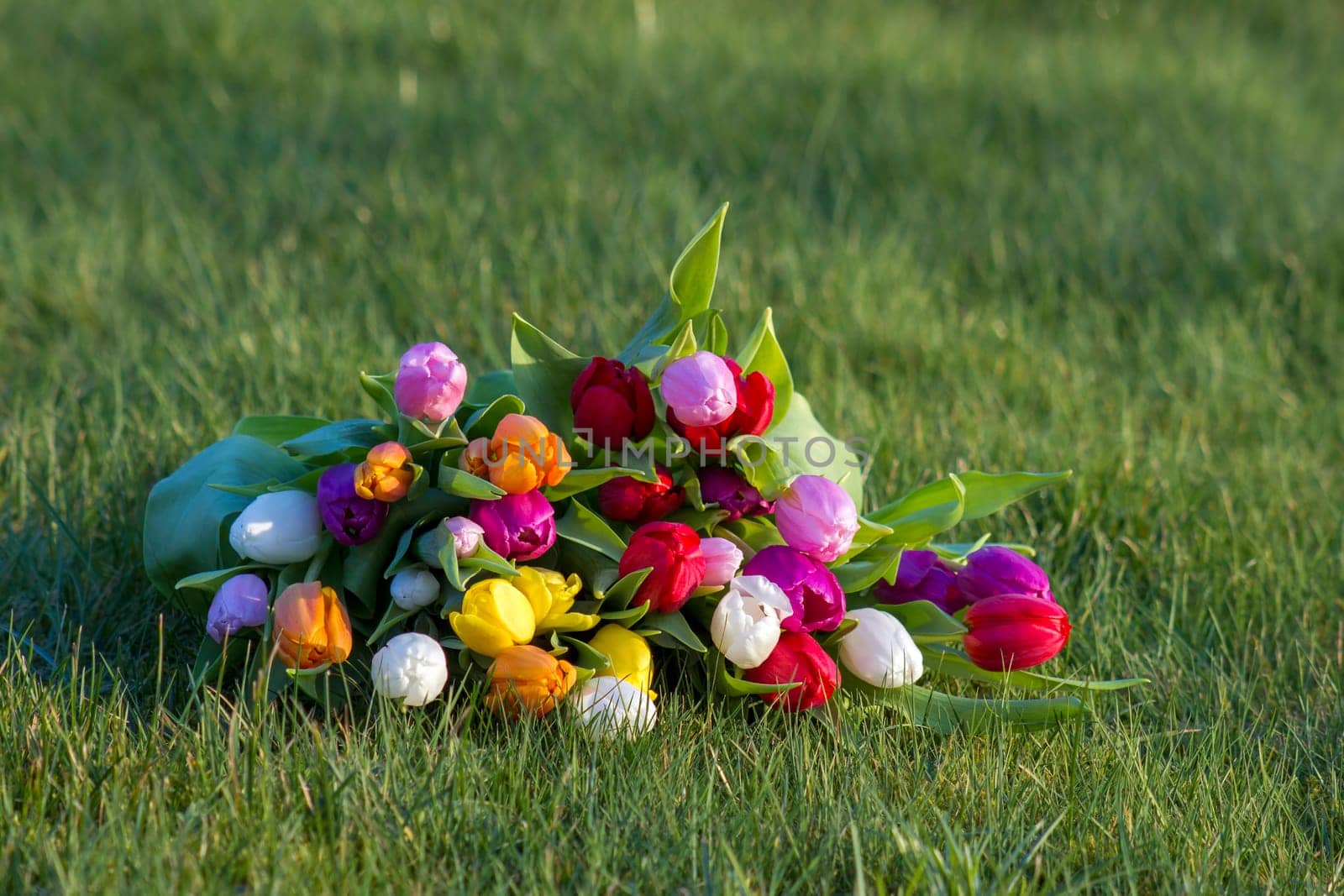 bunch of colorful fresh tulips in the garden